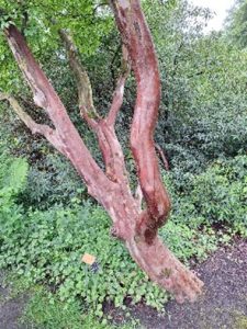 Boom arboretum