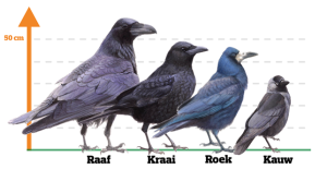 Raaf